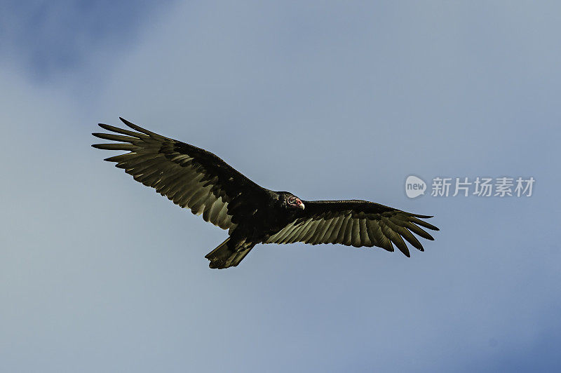 土耳其秃鹫飞行，Cathartes aura, Audubon Alafia银行鸟类保护区;鸟岛;希尔斯堡惨案湾;坦帕湾;佛罗里达。